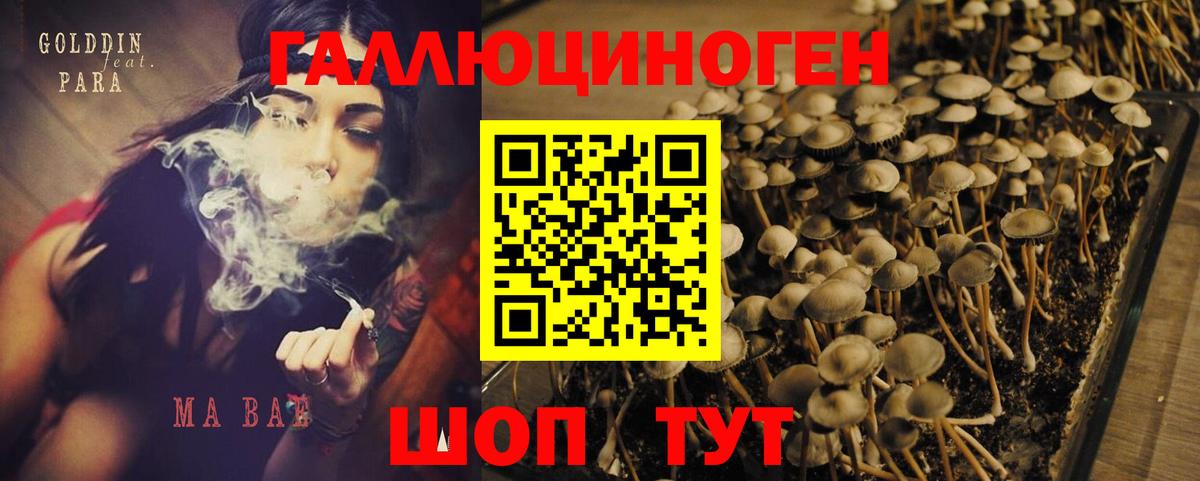 Галлюциногенные грибы Psilocybe Лосино-Петровский